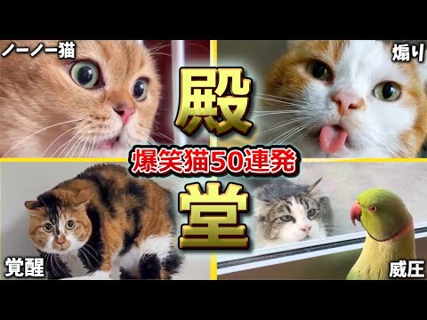 【2ch動物スレ殿堂入り猫編】ツッコミどころ満載なおもしろ猫動画50連発！Part1（鳴き声、しゃべる、子猫、かわいい）