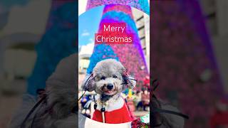 【感動】愛犬と過ごすおすすめの大阪クリスマスマーケットイルミネーション🎄Merry Christmas　#shorts #dog #トイプードル