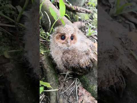 Cute Baby Owl in the jungle