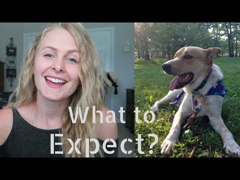 DOG ADOPTION: How It Works + How Long It Takes