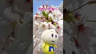 三芳町役場の桜並木はお散歩にぴったり！ウォーキングコースもあるよ#shorts #三芳町 #埼玉県 #桜 #お花見 #春