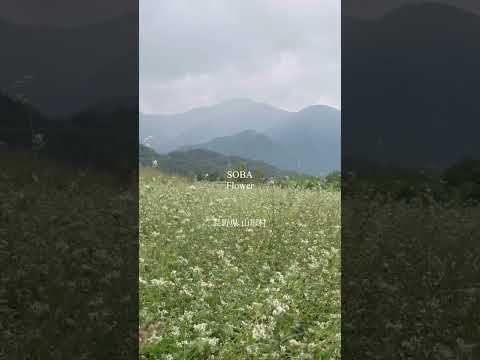 蕎麦の花 2023.09 長野県山形村 #vlog