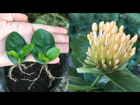 Strange Tips for Making Ixora Coccinea Flowers Root Quickly and Grow Young Plants