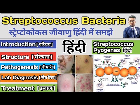 Streptococcus Pyogenes Bacteria | Streptococcus bacteria microbiology | Streptococcus bacteria notes