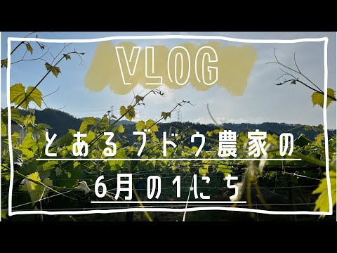 とあるブドウ農家の６月の１にち／ブドウ農家vlog#1