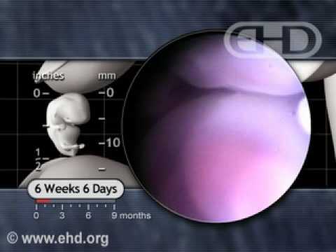 The Beating Heart at 7 weeks of Pregnancy