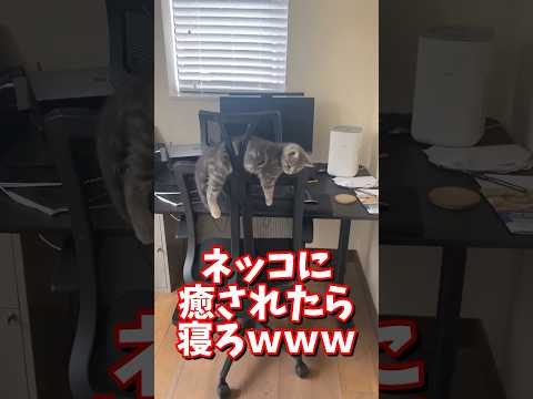 ネッコの動画で癒されたら寝ろｗｗｗ　#2ch #2chまとめ 動物スレ #2ch面白いスレ #動物 #犬 #猫 #癒やし #ねこ動画