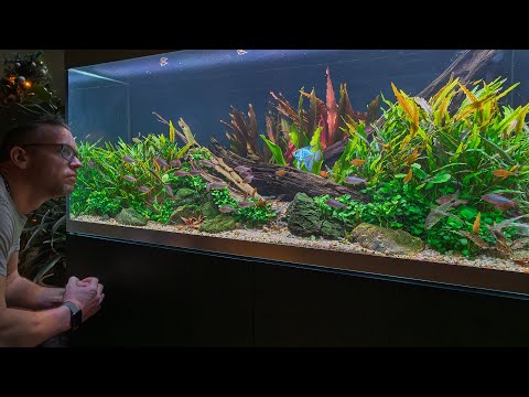 IS AQUASCAPING IS THE BEST HOBBY? (4K)