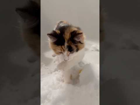 Olive discovers snow ❄️ #catsandsnow #shortscat #kittenshorts