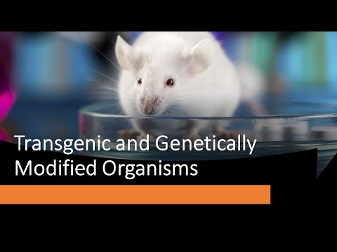 Transgenic Animal Technology