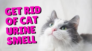 How To Get Rid Of Cat Urine Smells | Two Crazy Cat Ladies