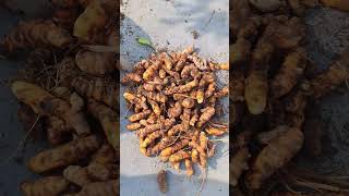 organic haldi #amazing #organic turmeric #trendingshorts #viralshort #ytshorts