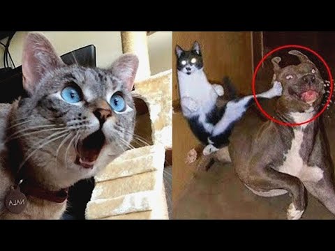 FUNNIEST Pets of 2024! 🤣 TOP Videos of the YEAR