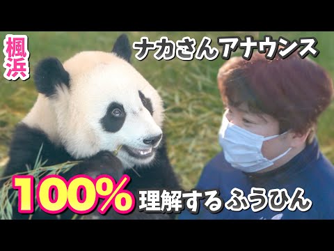 【パンダアイドル楓浜】甘えん坊と賢さの二面性🐼ナカさんの言葉きっちり分かってる！