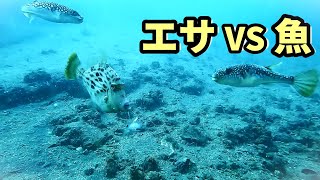 魚のエサ捕食シーン集！釣りの謎がわかる水中映像