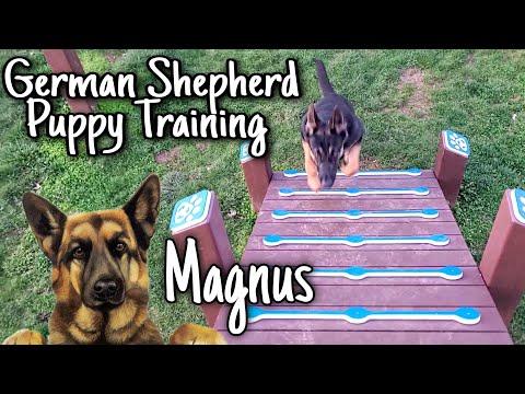 Training German Shepherd Puppy On Obstacles 😊