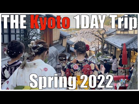 Kyoto 8 places day tour : Restaurant, temple and the most beautiful cherry blossoms.