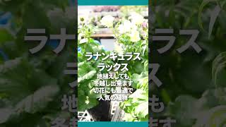 初春オススメ！完売続出ラナンキュラス ラックス! 定番人気オステオスペルマム!エレモフィラに新色出たよ！