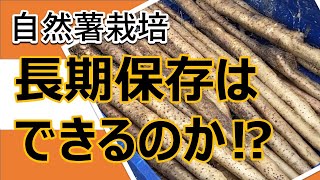 【自然薯栽培】自然薯の長期保存はできるのか⁉︎