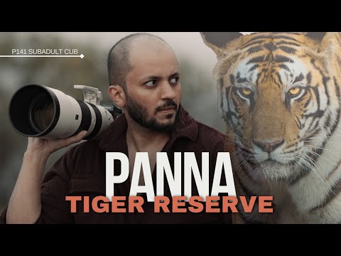 Panna Tiger Reserve | The Safari of a Lifetime