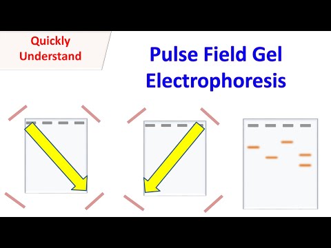 Pulsed field gel electrophoresis (PFGE)