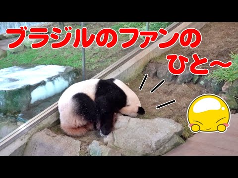 地球の裏まで愛を叫ぶ😍寝相も魅力✨のパンダぴこん姉妹🐼