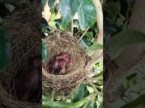 Bulbul Pitta - Red Vented Bulbul Hatching Eggs #hatchingeggs #shorts