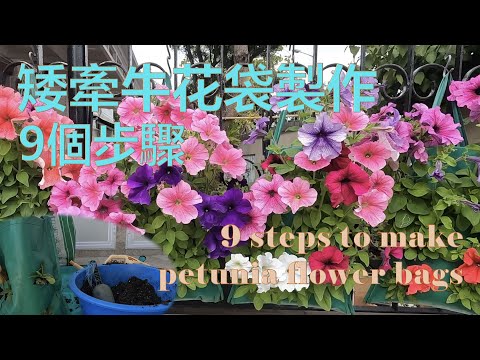 矮牽牛花袋製作 9個步驟 – 9 steps to make petunia flower bags｛種花篇 gardening｝