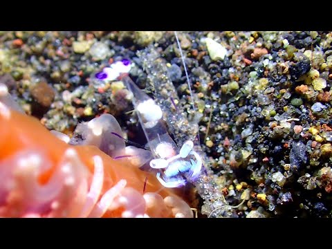 [オドリカクレエビ] 何故、体をくねくねするの? Magnificent shrimp in amed bali