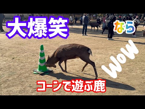 大爆笑🤣コーンで遊ぶ鹿が可愛い過ぎる🩷奈良公園🫎