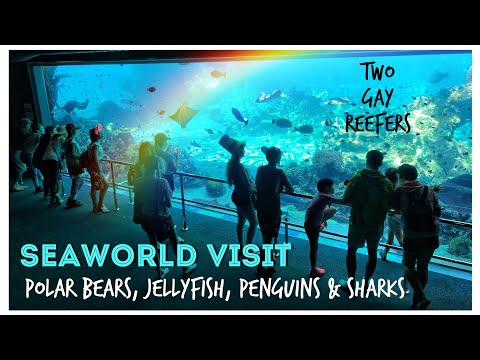 Visit Seaworld, Gold Coast, Queensland - Polar Bears, Jellyfish, Penguins & Sharks