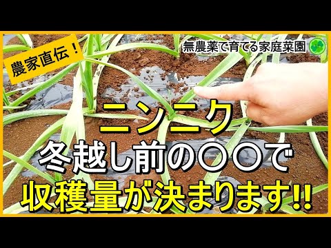 【にんにく栽培】大きなニンニクを収穫するために今やるべきこと【有機農家直伝！無農薬で育てる家庭菜園】 24/11/16