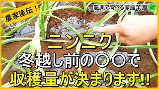 【にんにく栽培】大きなニンニクを収穫するために今やるべきこと【有機農家直伝！無農薬で育てる家庭菜園】 24/11/16