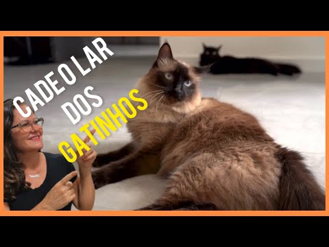 Os gatos precisa de um lar! #gatos