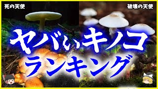 【ゆっくり解説】食べたらどうなる？「危険な毒キノコ」ランキングを解説/日本はキノコ大国⁉見た目は食べれそうなキノコなのにヤバい…