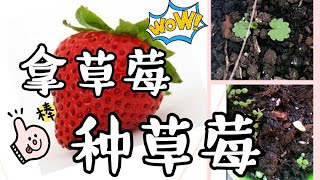 拿草莓种草莓