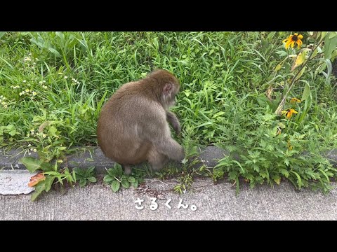 【Vlog】ぼくのなつやすみ。in長野