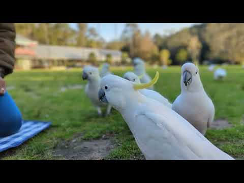 Yellow crested cockatoo at Royal National Park NSW