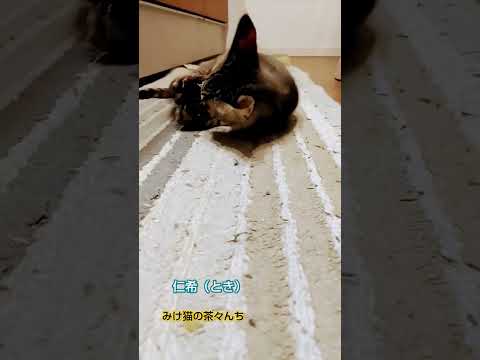 ヌイグルミと子猫　#子猫#保護猫#cutecat #にゃんTuber