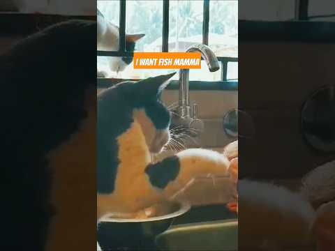 Cat Love Fish #catlover  #shortsindia  #shortvideo