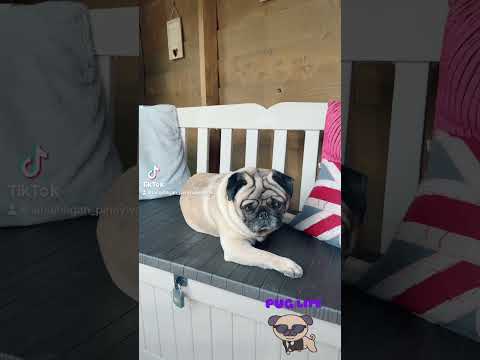 .#pug #puglife #cutedog #cutedogvideos #doglover #dogshorts #fridaymotivation