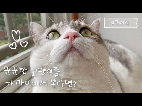 뚠뚠한 고양이 가까이에서 보고 가세요~~ㅣ뽀또복도ㅣcat