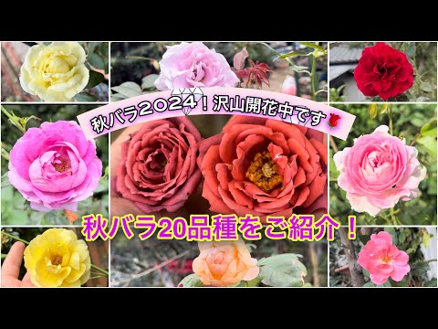 【2024年秋バラ】沢山咲いてきました！咲いている20品種をご紹介します🌹