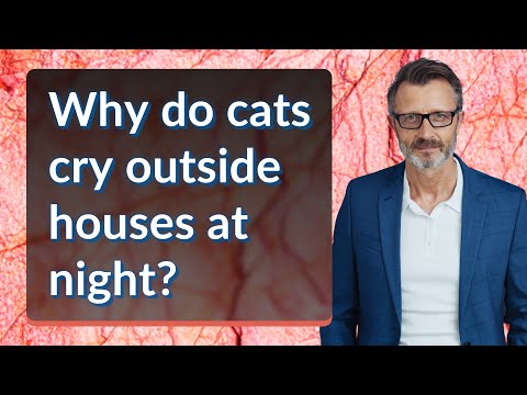 Why do cats cry outside houses at night?