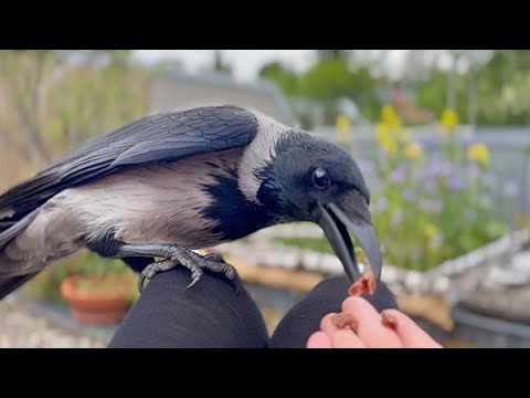 My Wild Crow Friend Is Always Hungry (Story 69)