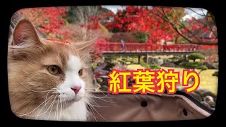 【猫のライアン】秋を感じる紅葉狩り／喋る猫／耶馬渓／渓石園／