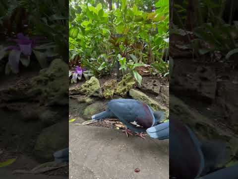 Moody Garden | Rainforest Pyramid| Galveston, TX