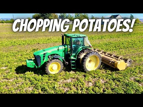 Chopping potato vines to prepare for potato harvest!