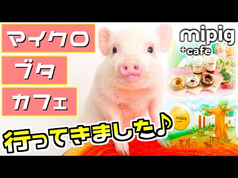 mipig cafe 大阪店【マイクロブタカフェ】行ってきました✨