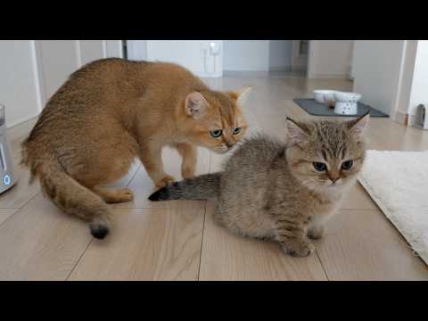 Mimi, a gentle cat, licks the vaccine injection marks of kittens Choco and Latte!